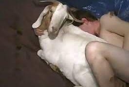 video porno con animali