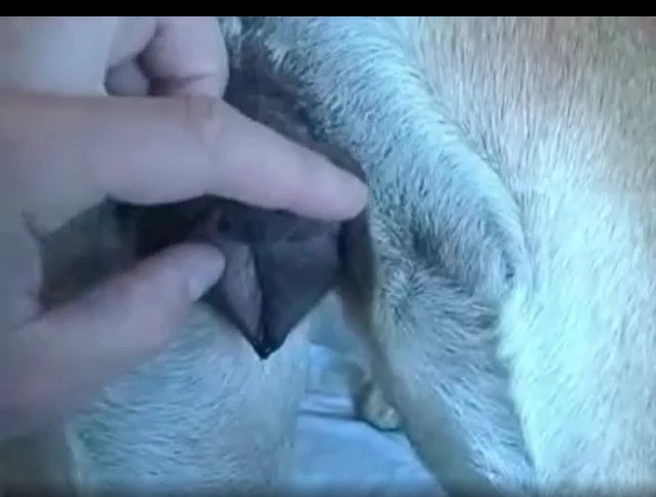 мужчина собака секс видео мужчина трахает собаку видео фото 88